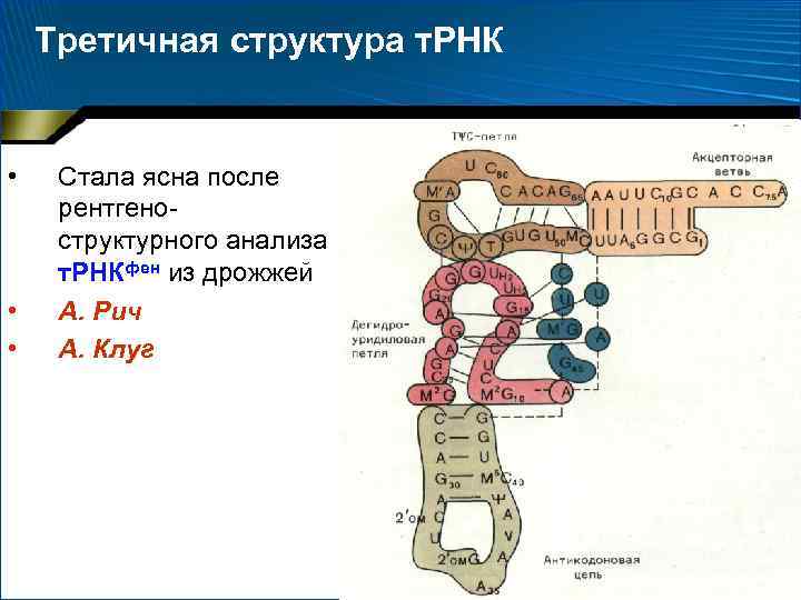 Третичная структура т. РНК • • • Стала ясна после рентгеноструктурного анализа т. РНКфен