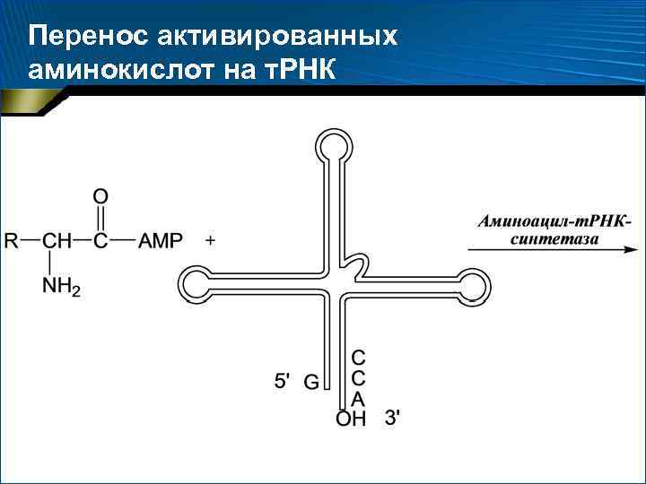 Перенос активированных аминокислот на т. РНК 