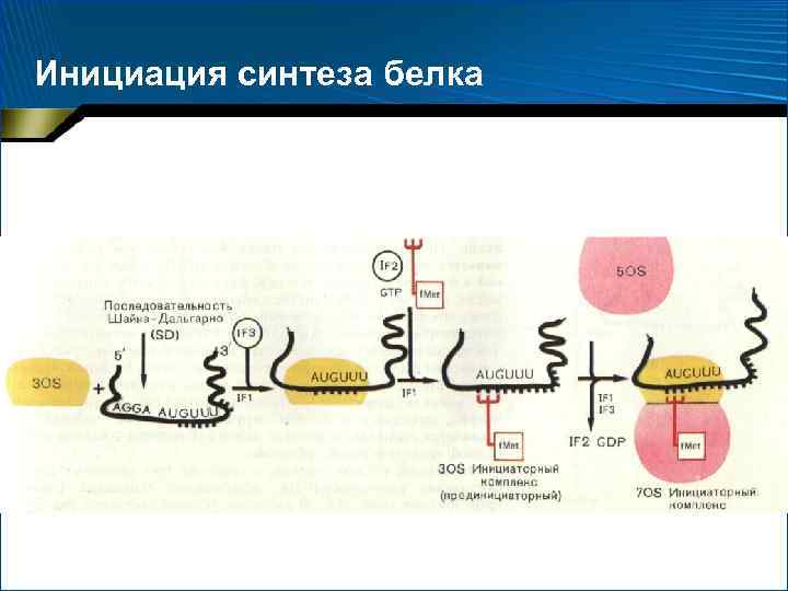 Инициация синтеза белка 