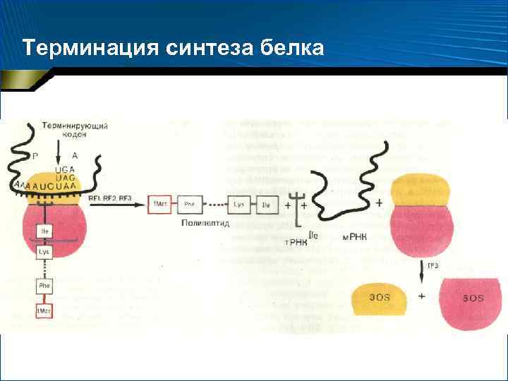 Терминация синтеза белка 