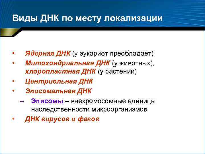 Виды ДНК по месту локализации • • Ядерная ДНК (у эукариот преобладает) Митохондриальная ДНК