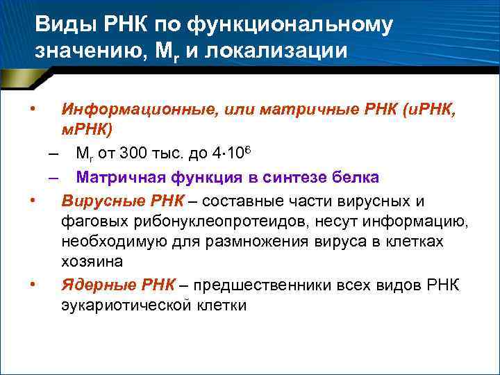 Виды РНК по функциональному значению, Мr и локализации • Информационные, или матричные РНК (и.