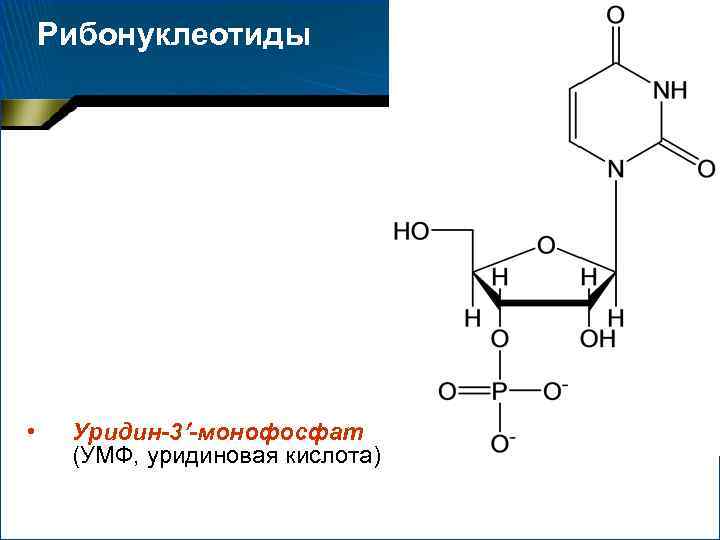 Рибонуклеотиды • Уридин-3 -монофосфат (УМФ, уридиновая кислота) 