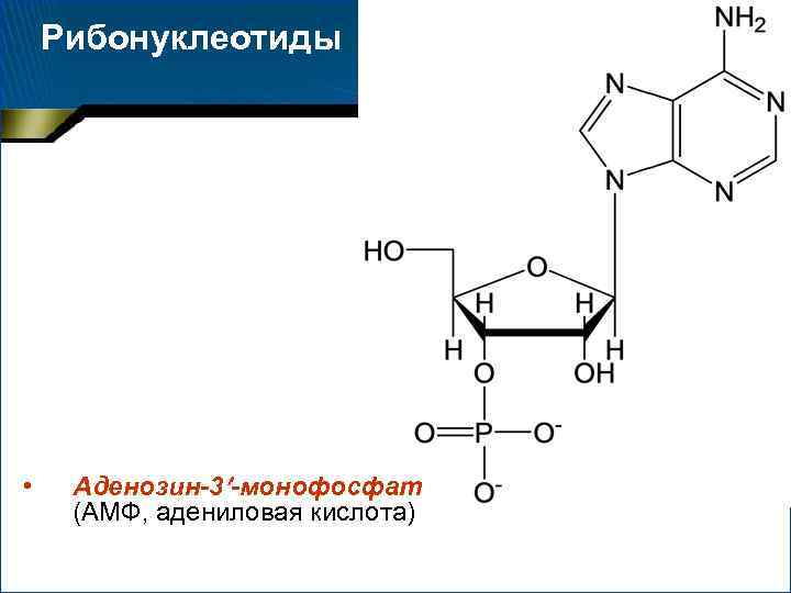 Схема образования аденозина