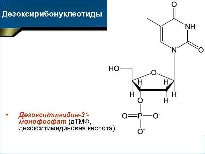 Дезоксирибонуклеотиды • Дезокситимидин-3 монофосфат (д. ТМФ, дезокситимидиновая кислота) 