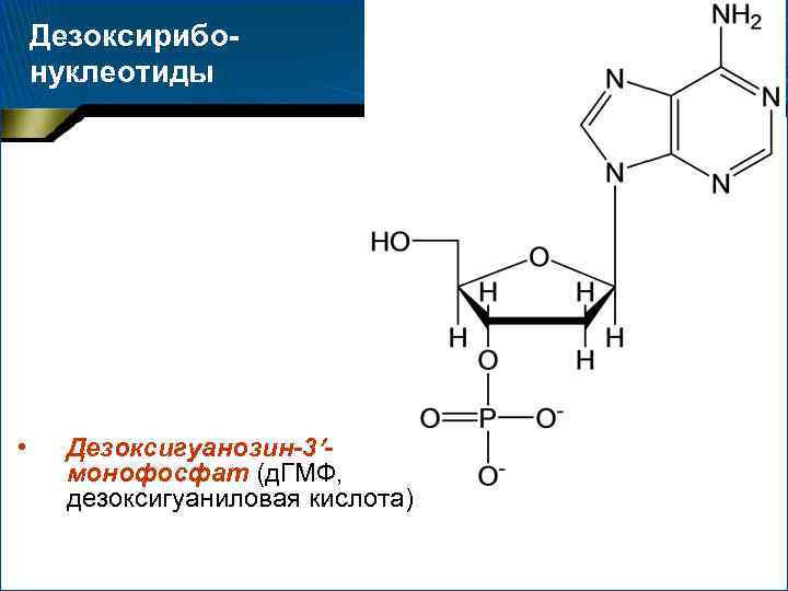 Дезоксирибонуклеотиды • Дезоксигуанозин-3 монофосфат (д. ГМФ, дезоксигуаниловая кислота) 