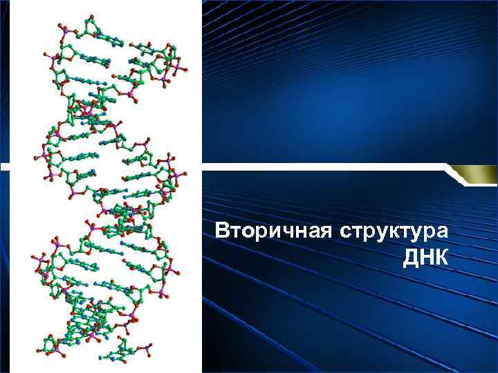 Вторичная структура ДНК 