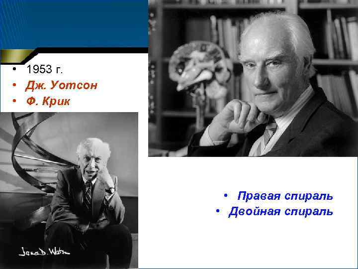  • 1953 г. • Дж. Уотсон • Ф. Крик • Правая спираль •