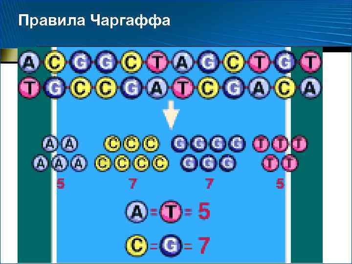 Правила Чаргаффа 