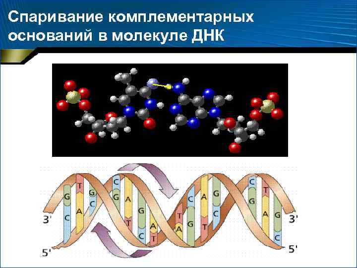 Спаривание комплементарных оснований в молекуле ДНК 