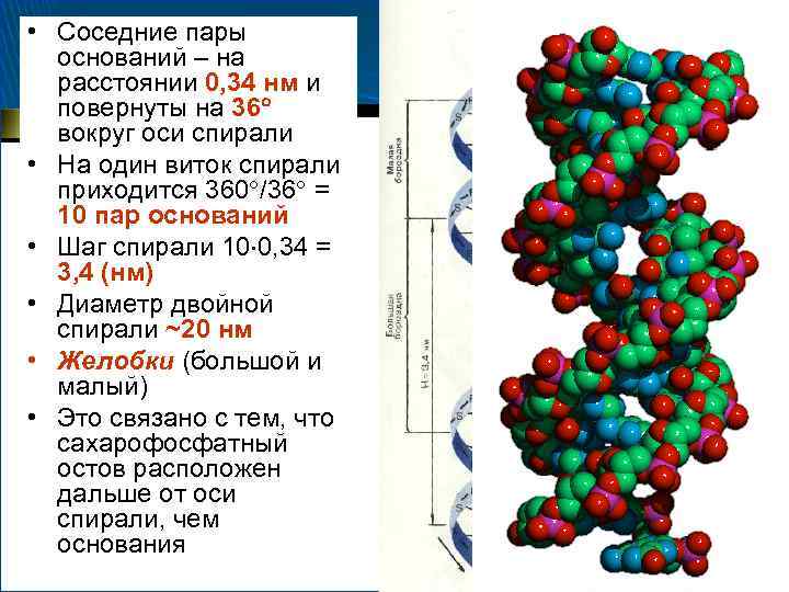  • Соседние пары оснований – на расстоянии 0, 34 нм и повернуты на