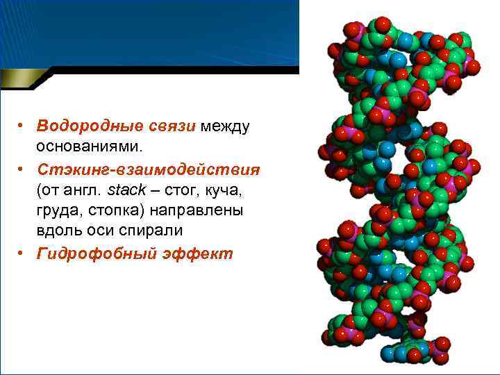  • Водородные связи между основаниями. • Стэкинг-взаимодействия (от англ. stack – стог, куча,