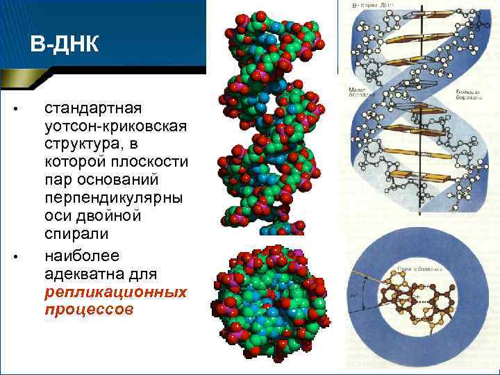 В-ДНК • • стандартная уотсон-криковская структура, в которой плоскости пар оснований перпендикулярны оси двойной