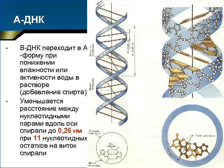 Форма днк. Структура ДНК B форма. Диаметр спирали ДНК. Ширина двойной спирали ДНК. Строение ДНК В форма.