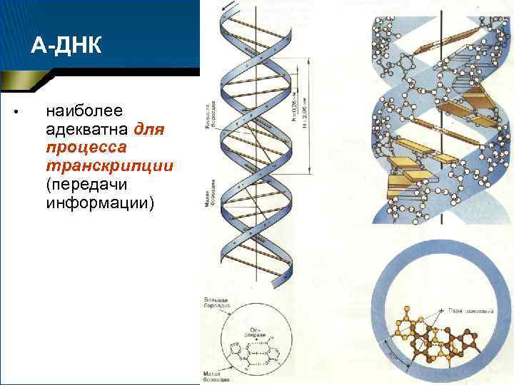 А-ДНК • наиболее адекватна для процесса транскрипции (передачи информации) 