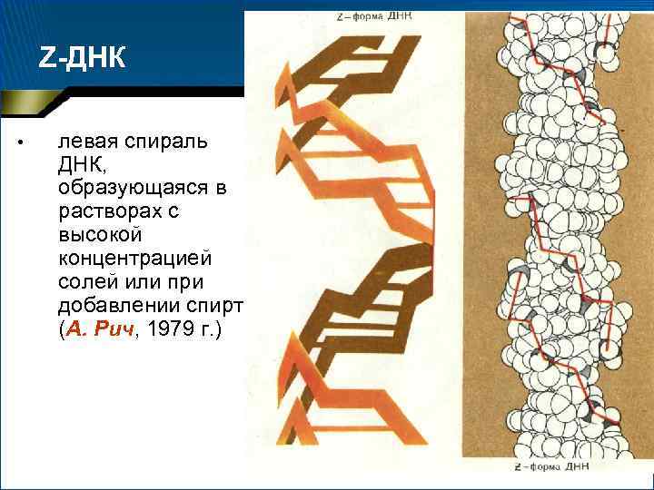 Z-ДНК • левая спираль ДНК, образующаяся в растворах с высокой концентрацией солей или при