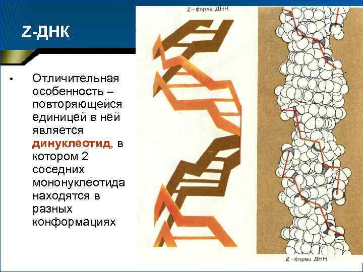 Z-ДНК • Отличительная особенность – повторяющейся единицей в ней является динуклеотид, в котором 2