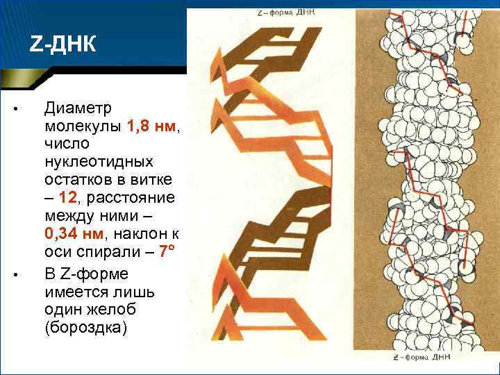 Z-ДНК • • Диаметр молекулы 1, 8 нм, число нуклеотидных остатков в витке –