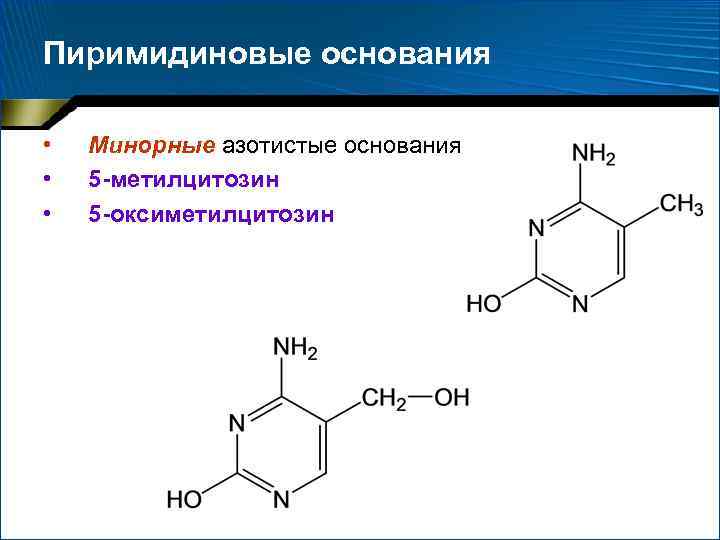 Пиримидиновые основания • • • Минорные азотистые основания 5 -метилцитозин 5 -оксиметилцитозин 