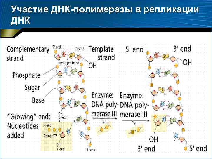 Участие ДНК-полимеразы в репликации ДНК 