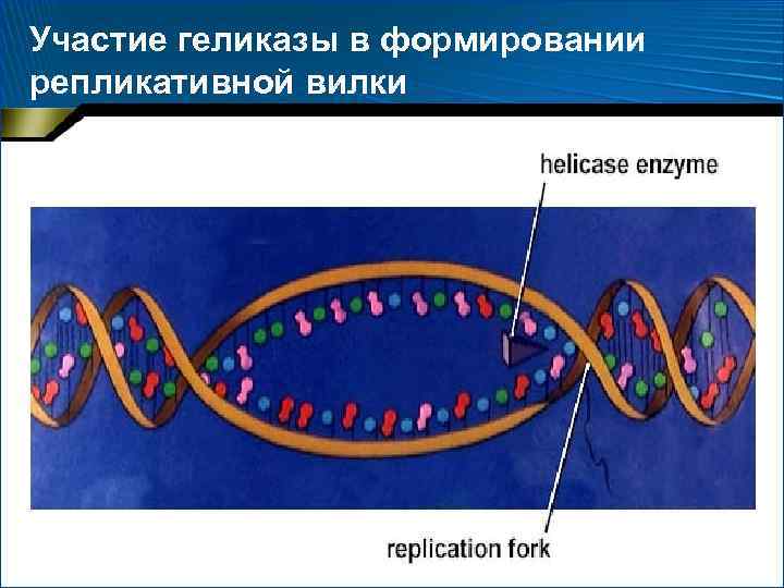 Участие геликазы в формировании репликативной вилки 