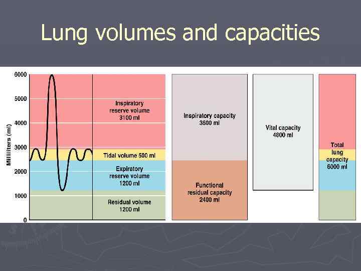 Lung volumes and capacities 