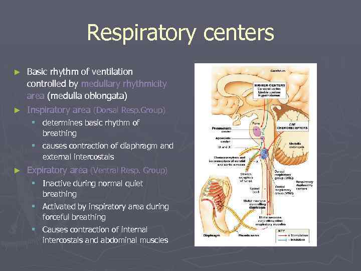 Respiratory centers ► Basic rhythm of ventilation controlled by medullary rhythmicity area (medulla oblongata)