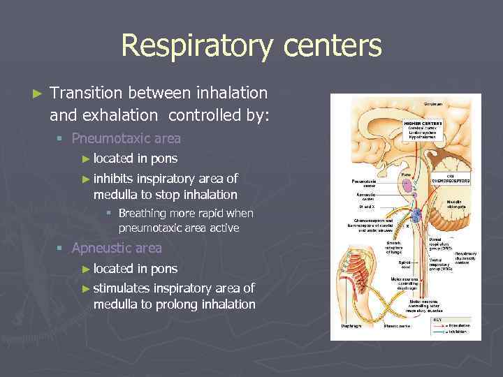 Respiratory centers ► Transition between inhalation and exhalation controlled by: § Pneumotaxic area ►