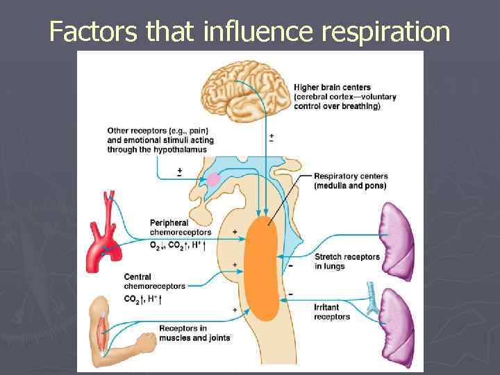 Factors that influence respiration 