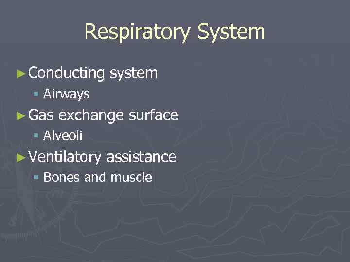 Respiratory System ► Conducting system § Airways ► Gas exchange surface § Alveoli ►