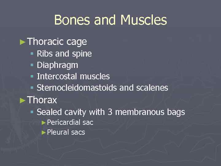 Bones and Muscles ► Thoracic cage § Ribs and spine § Diaphragm § Intercostal