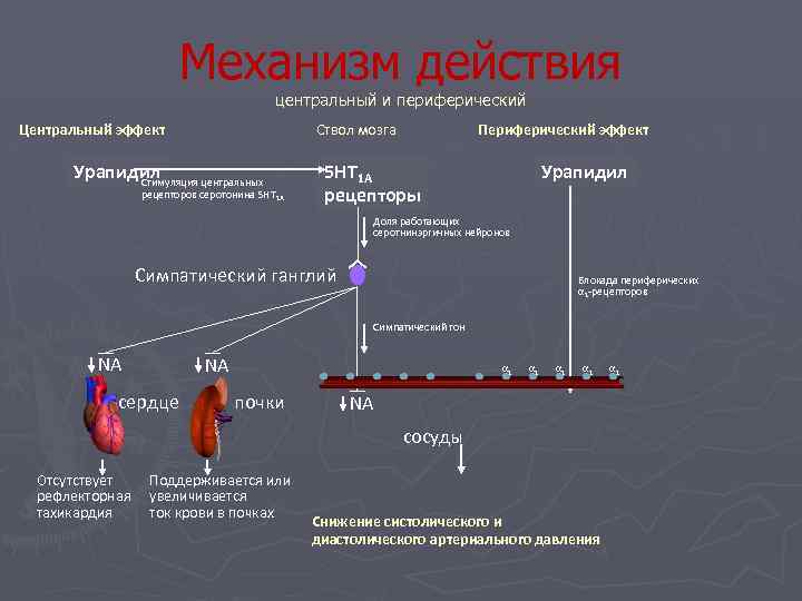 Центральное действие. Рецепторы серотонина. Урапидил механизм действия. Механизм действия серотонина. Серотонин механизм действия.