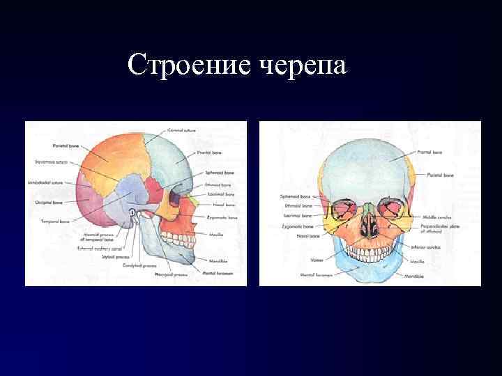 Строение черепа Строение черепа