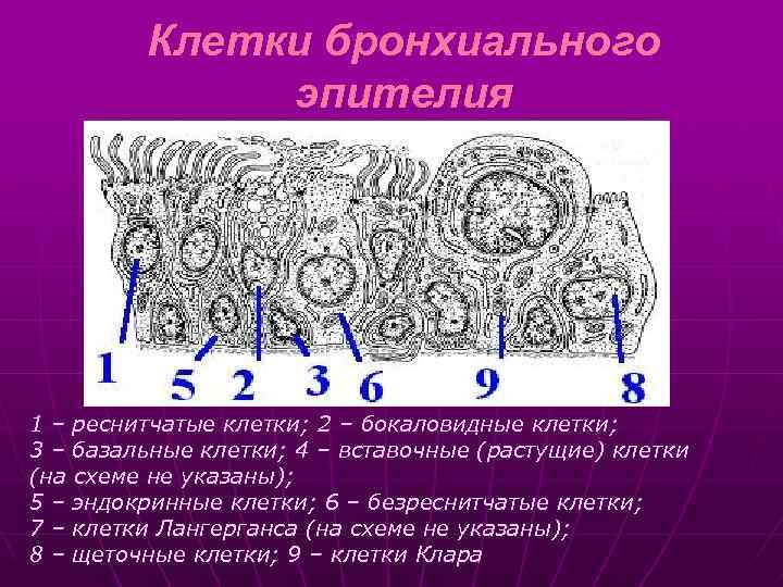 Клетки бронхиального эпителия 1 – реснитчатые клетки; 2 – бокаловидные клетки; 3 – базальные