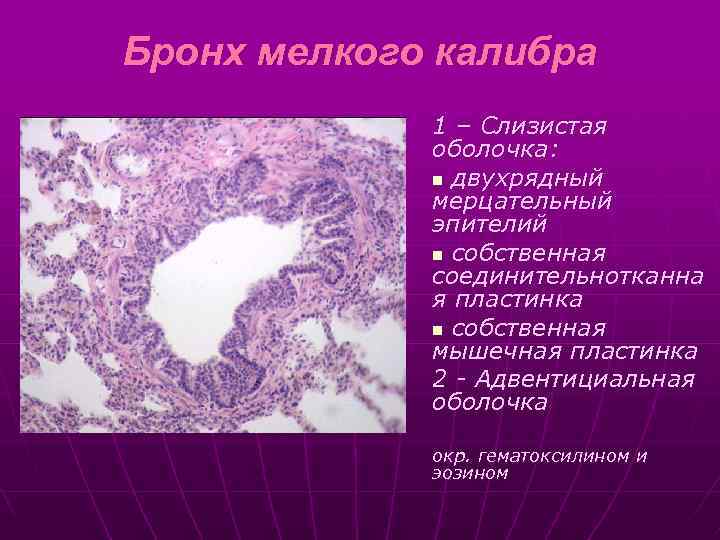 Бронх мелкого калибра 1 – Слизистая оболочка: n двухрядный мерцательный эпителий n собственная соединительнотканна
