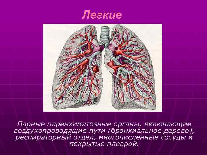 Легкие Парные паренхиматозные органы, включающие воздухопроводящие пути (бронхиальное дерево), респираторный отдел, многочисленные сосуды и