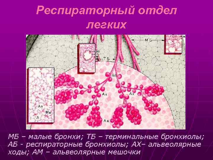 Респираторный отдел легких МБ – малые бронхи; ТБ – терминальные бронхиолы; АБ - респираторные