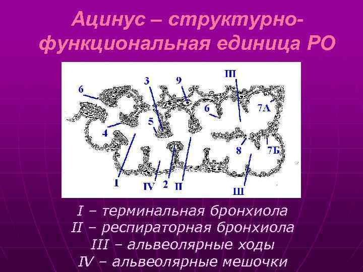 Ацинус – структурнофункциональная единица РО I – терминальная бронхиола II – респираторная бронхиола III