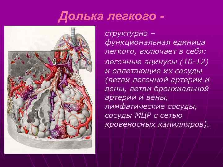 Долька легкого структурно – функциональная единица легкого, включает в себя: легочные ацинусы (10 -12)