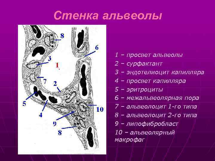 Стенка альвеолы 1 – просвет альвеолы 2 – сурфактант 3 – эндотелиоцит капилляра 4