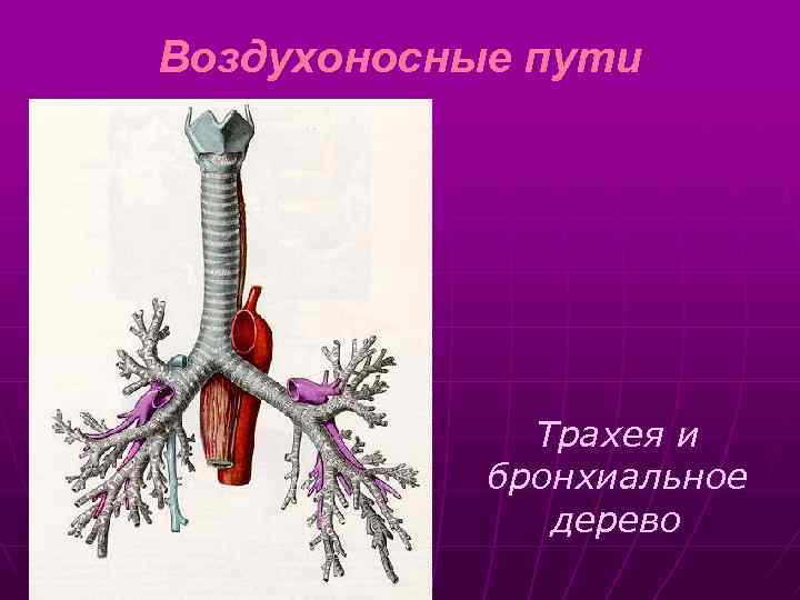 Воздухоносные пути Трахея и бронхиальное дерево 