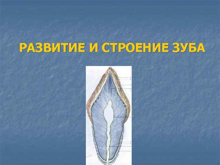 РАЗВИТИЕ И СТРОЕНИЕ ЗУБА 