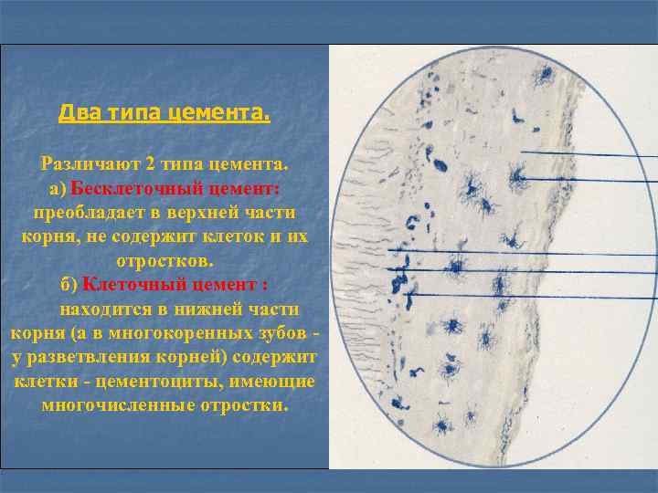 Два типа цемента. Различают 2 типа цемента. а) Бесклеточный цемент: преобладает в верхней части