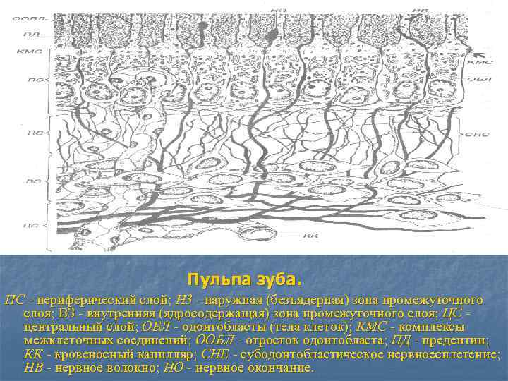 Пульпа зуба. ПС - периферический слой; Н 3 - наружная (безъядерная) зона промежуточного слоя;