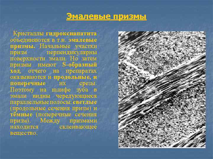 Эмалевые призмы Кристаллы гидроксиапатита объединяются в т. н. эмалевые призмы. Начальные участки призм перпендикулярны