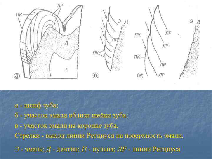 а - шлиф зуба; б - участок эмали вблизи шейки зуба; в - участок