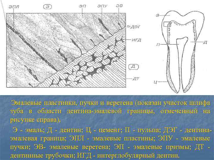 Какой цифрой на рисунке обозначен дентин