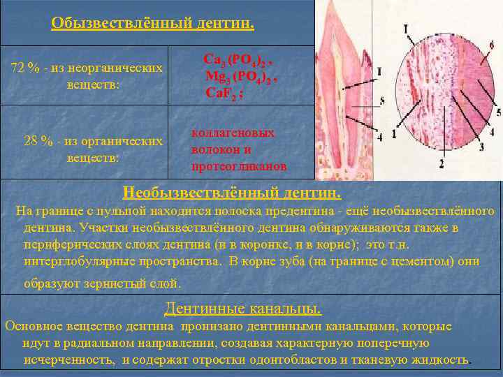  Обызвествлённый дентин. 72 % - из неорганических Са 3 (РО 4)2 , веществ: