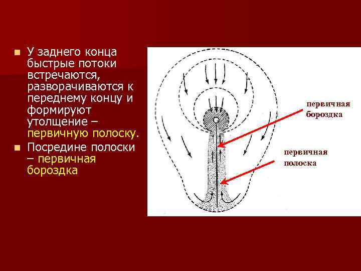 У заднего конца быстрые потоки встречаются, разворачиваются к переднему концу и формируют утолщение –