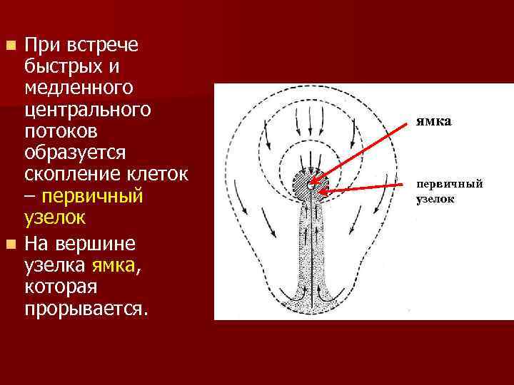 При встрече быстрых и медленного центрального потоков образуется скопление клеток – первичный узелок n